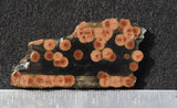 Peanut Obsidian Rock Slab 291