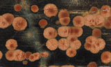 Peanut Obsidian Rock Slab 287