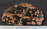 Peanut Obsidian Rock Slab 286