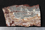 Sonoran Dendritic Rhyolite Rock Slab 480