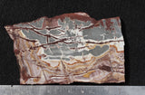Sonoran Dendritic Rhyolite Rock Slab 17