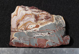 Sonoran Dendritic Rhyolite Rock Slab 452