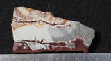 Sonoran Dendritic Rhyolite Rock Slab 484