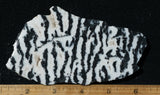 Zebra Lace Agate Rock Slab 182