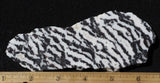 Zebra Lace Agate Rock Slab 195