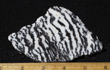 Zebra Lace Agate Rock Slab 197