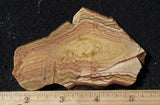 Oregon Picture Jasper Rock Slab 488