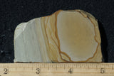 Wild Horse Picture Jasper Rock Slab 498