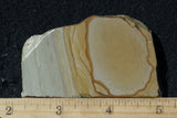 Wild Horse Picture Jasper Rock Slab 498