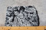 Curiosity Shop Rock Slab 492