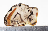 Montana Agate Rock Slab 351