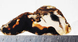 Montana Agate Rock Slab 216