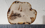 Montana Agate Rock Slab 301