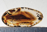 Montana Agate Rock Slab 342