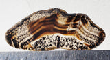 Montana Agate Rock Slab 302