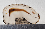 Montana Agate Rock Slab 171