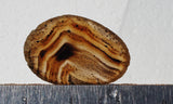 Montana Agate Rock Slab 267