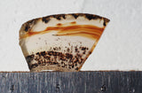 Montana Agate Rock Slab 286