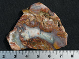Blue Opal Wood Rock Slab 17
