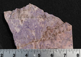Turkish Jade Rock Slab 23