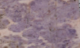 Turkish Jade Rock Slab 14