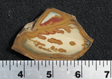 Owyhee Jasper Rock Slab 487