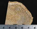 Agatized Fossil Coral Rock Slab 29