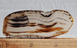 Montana Agate Rock Slab 187
