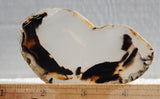 Montana Agate Rock Slab 188