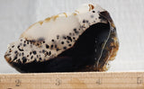 Montana Agate Rock Slab 154