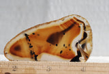 Montana Agate Rock Slab 211