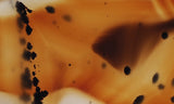 Montana Agate Rock Slab 211