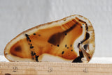 Montana Agate Rock Slab 211