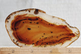 Montana Agate Rock Slab 155