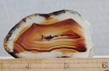 Montana Agate Rock Slab 161
