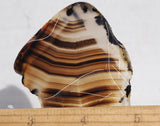 Montana Agate Rock Slab 219