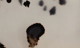 Montana Agate Rock Slab 152