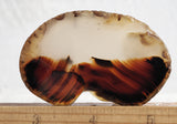 Montana Agate Rock Slab 213
