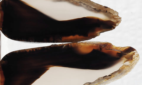 Montana Agate Rock Slab 196