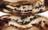 Montana Agate Rock Slab 207