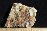 Bella Vista Agate Rock Slab 58