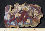 Mexican Moss Agate Rock Slab 285