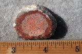 Curiosity Shop Rock Slab 446