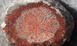 Curiosity Shop Rock Slab 446
