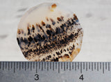 Montana Agate Rock Slab 158