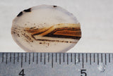 Montana Agate Rock Slab 174