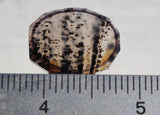 Montana Agate Rock Slab 163