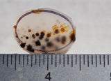 Montana Agate Rock Slab 164