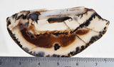 Montana Agate Rock Slab 413