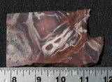 Exotica Jasper Rock slab 16